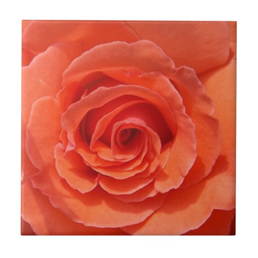 Perzik roos keramische foto tegel tegeltje (Voorkant)