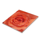 Perzik roos keramische foto tegel tegeltje (Zijkant)