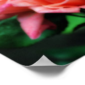 Perzik Roos Trio Bloem Poster (Hoek)