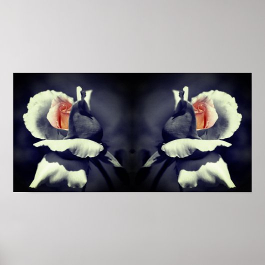Perzik Rosebud zwart-wit gedeeltelijke kleur spieg Poster (Voorkant)