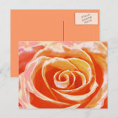 Perzik roze blush roos briefkaart (Voorkant / Achterkant)
