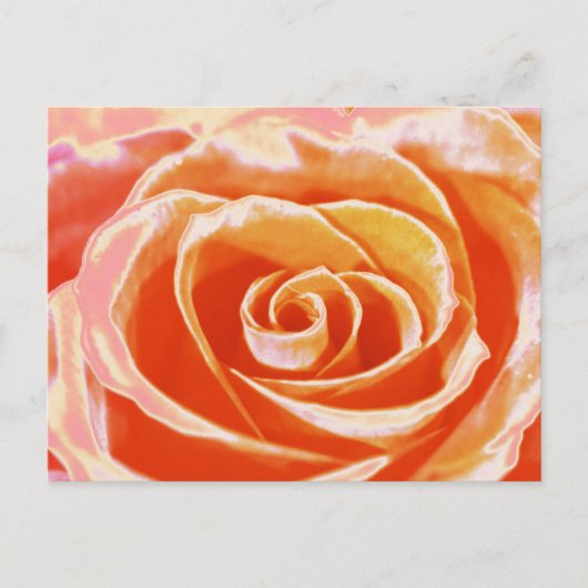 Perzik roze blush roos briefkaart (Voorkant)