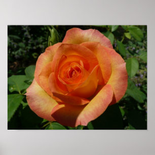 Perzik Roze Oranje Bloem Fotografie Poster