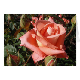 Perzik Roze Roos