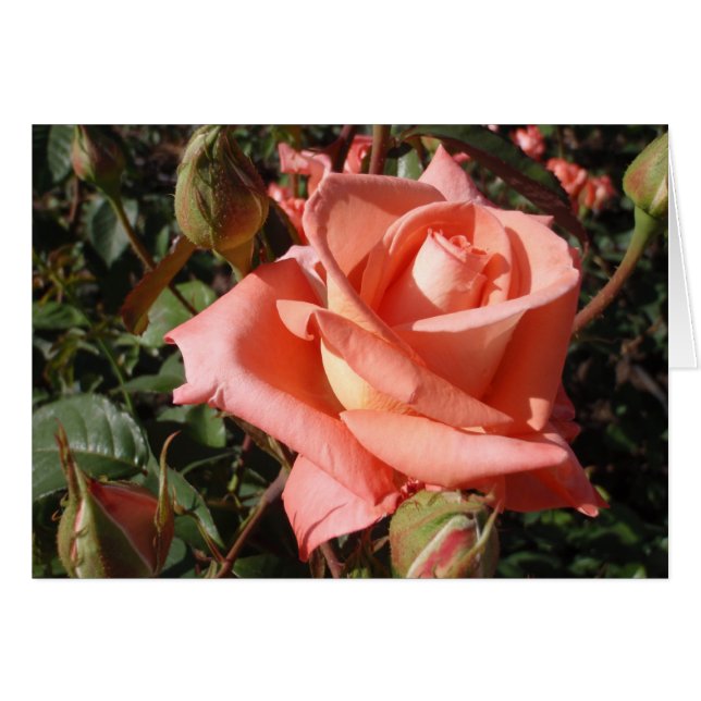Perzik Roze Roos (Voorkant Horizontaal)