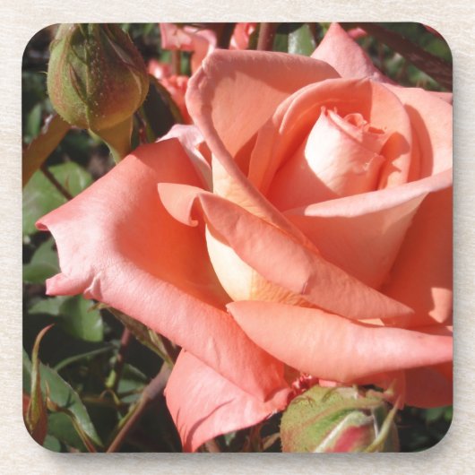 Perzik Roze Roos Bier Onderzetter (Voorkant)
