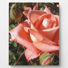 Perzik Roze Roos Fotoplaat
