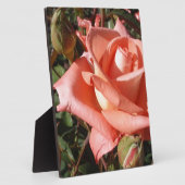 Perzik Roze Roos Fotoplaat (Zijkant)