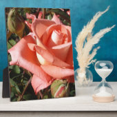 Perzik Roze Roos Fotoplaat (Zijkant)
