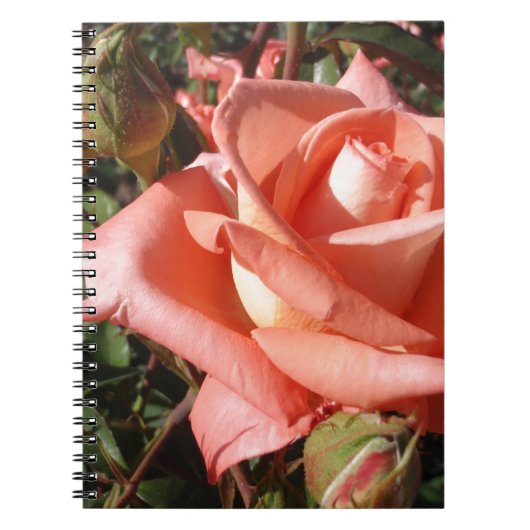 Perzik Roze Roos Notitieboek (Voorkant)