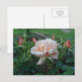 Perzik Rozen ventilator Briefkaart (Voorkant / Achterkant)