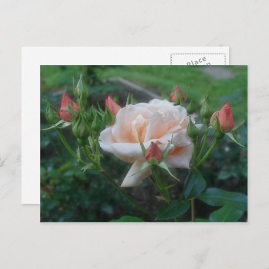 Perzik Rozen ventilator Briefkaart (Voorkant / Achterkant)