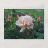 Perzik Rozen ventilator Briefkaart (Voorkant)