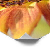 Perzik Zonnebloem Poster (Hoek)