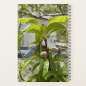 Perzikboom kogel journaal notitieboek (Achterkant)