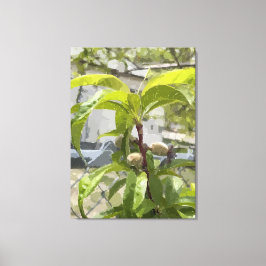 Perzikboom opgerekt canvasprint canvas afdruk