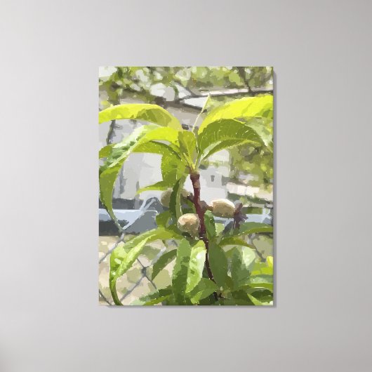 Perzikboom opgerekt canvasprint canvas afdruk (Voorkant)