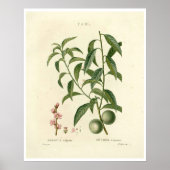  perzikboom (Prunus persica) N.1-Poster Poster (Voorkant)