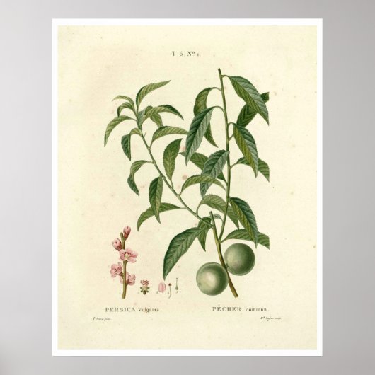  perzikboom (Prunus persica) N.1-Poster Poster (Voorkant)