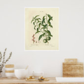  perzikboom (Prunus persica) N.1-Poster Poster (Keuken)