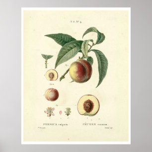 perzikboom (Prunus persica) N.4 Poster