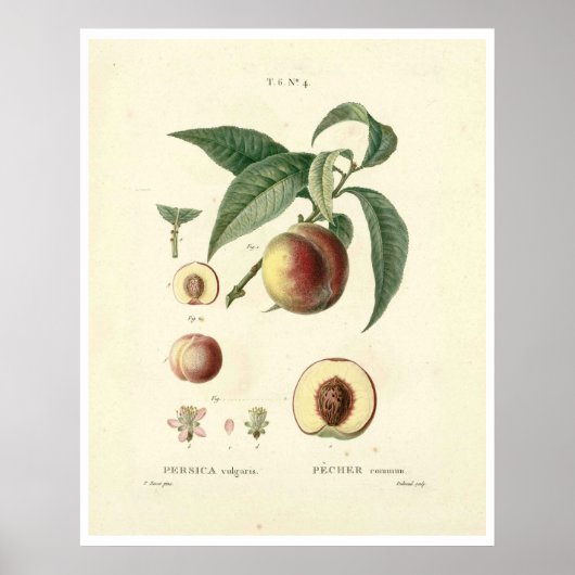 perzikboom (Prunus persica) N.4 Poster (Voorkant)