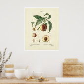 perzikboom (Prunus persica) N.4 Poster (Keuken)