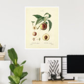 perzikboom (Prunus persica) N.4 Poster (Thuiskantoor)