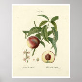 perzikboom (Prunus persica) N.6 Poster (Voorkant)