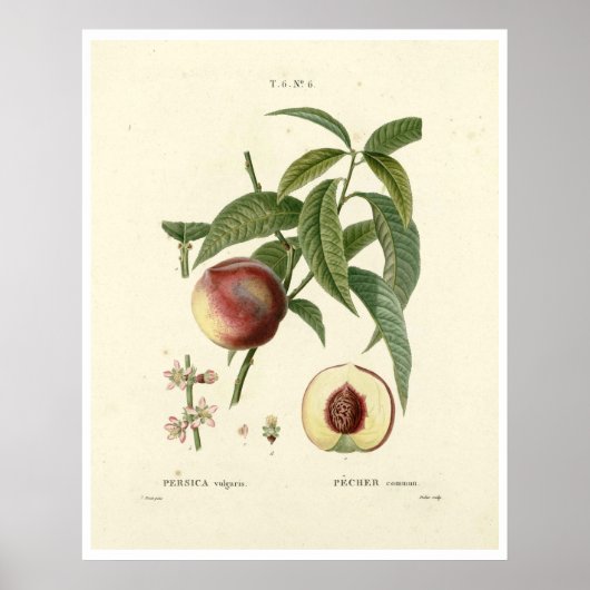 perzikboom (Prunus persica) N.6 Poster (Voorkant)