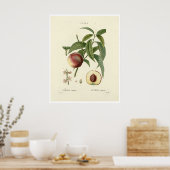 perzikboom (Prunus persica) N.6 Poster (Keuken)