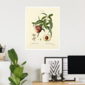 perzikboom (Prunus persica) N.6 Poster (Thuiskantoor)