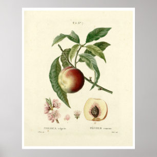 perzikboom (Prunus persica) N.7 Poster