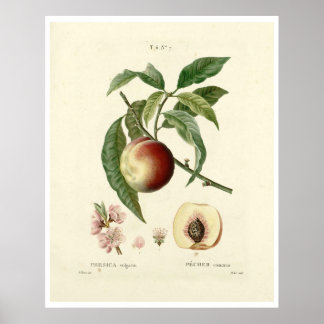  perzikboom (Prunus persica) N.7 Poster