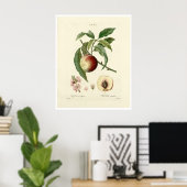  perzikboom (Prunus persica) N.7 Poster (Thuiskantoor)