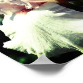 Perzikbreed gedragen iris ventilator 2 omhoog Slui Poster (Hoek)