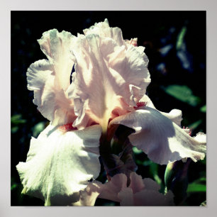 Perzikbreed gedragen iris ventilator 2 omhoog Slui Poster