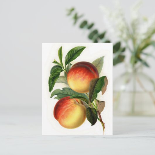  perziken briefkaart (Staand voorkant)