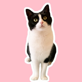 Perziken de Tuxedo Cat Custom Sticker