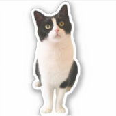 Perziken de Tuxedo Cat Custom Sticker (Voorkant)
