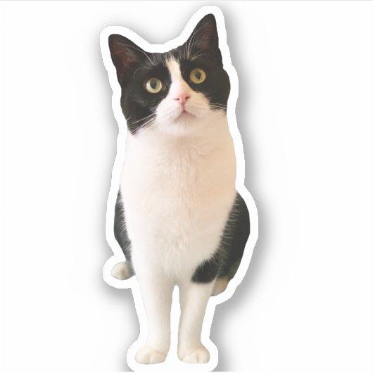 Perziken de Tuxedo Cat Custom Sticker (Voorkant)
