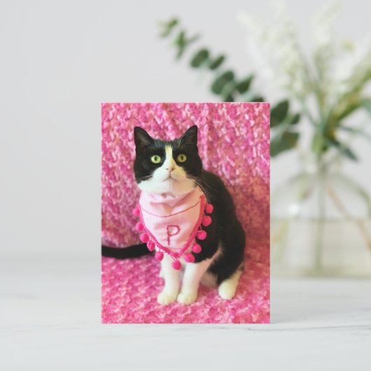 Perziken op het Briefkaart Tuxedo Cat Pink (Staand voorkant)