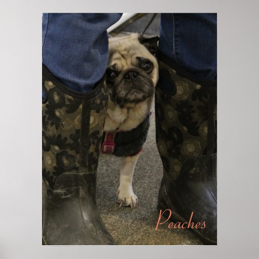 perziken poster (Voorkant)