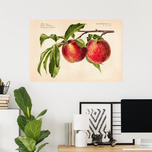 Perziken (Prunus Persica) van Royal Charles Steadm Poster (Thuiskantoor)