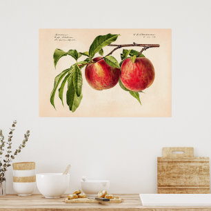 Perziken (Prunus Persica) van Royal Charles Steadm Poster