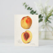 Perziken (Prunus Persica) Waterverf van fruit Briefkaart (Staand voorkant)