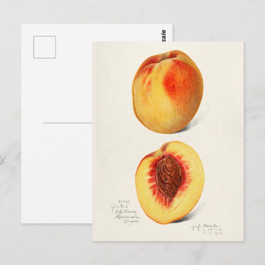 Perziken (Prunus Persica) Waterverf van fruit Briefkaart (Voorkant / Achterkant)