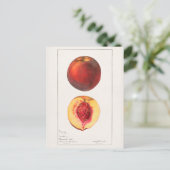 Perziken (Prunus Persica) Waterverf van fruit Briefkaart (Staand voorkant)