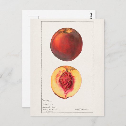 Perziken (Prunus Persica) Waterverf van fruit Briefkaart (Voorkant / Achterkant)