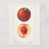 Perziken (Prunus Persica) Waterverf van fruit Briefkaart (Voorkant)